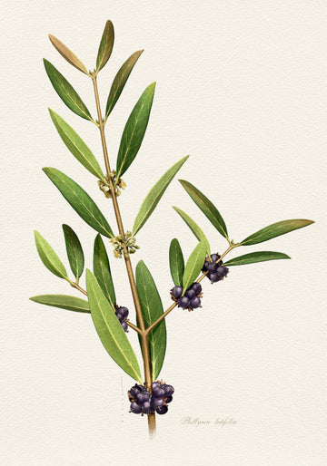 Elegant Berry Branch | Poster