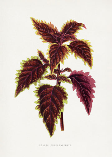 Pink Coleus Leaf Illustration | Poster