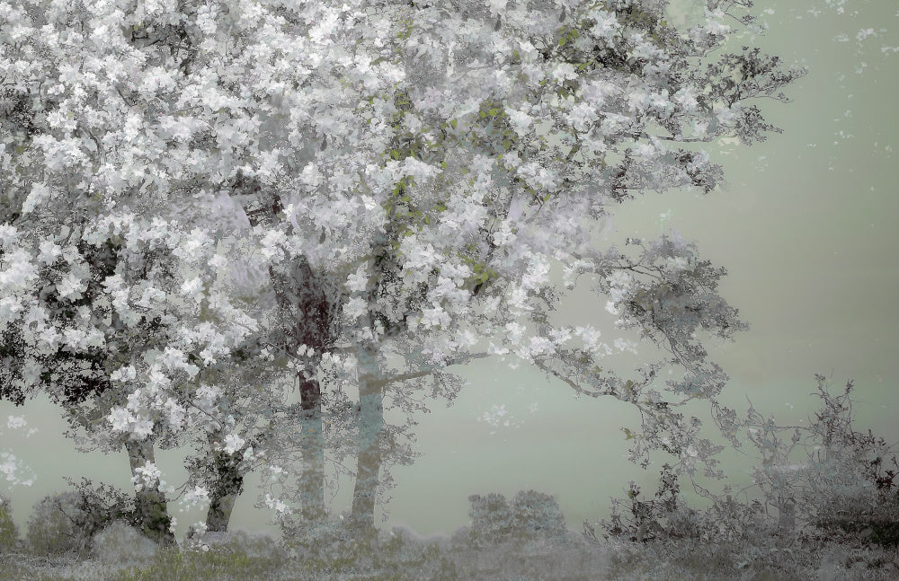 Spring | Canvas