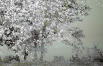 Spring | Canvas
