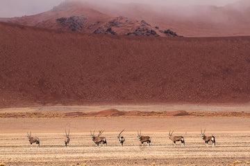 Oryx Herd Desert Dunes | Poster