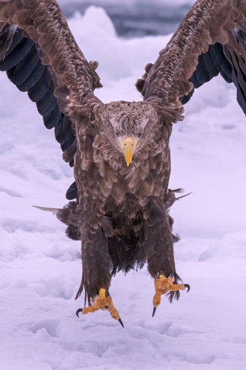 Powerful Eagle Winter Landing | Poster