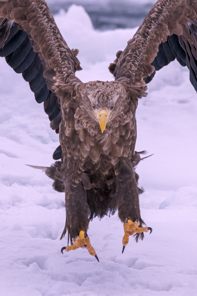 Powerful Eagle Winter Landing | Canvas