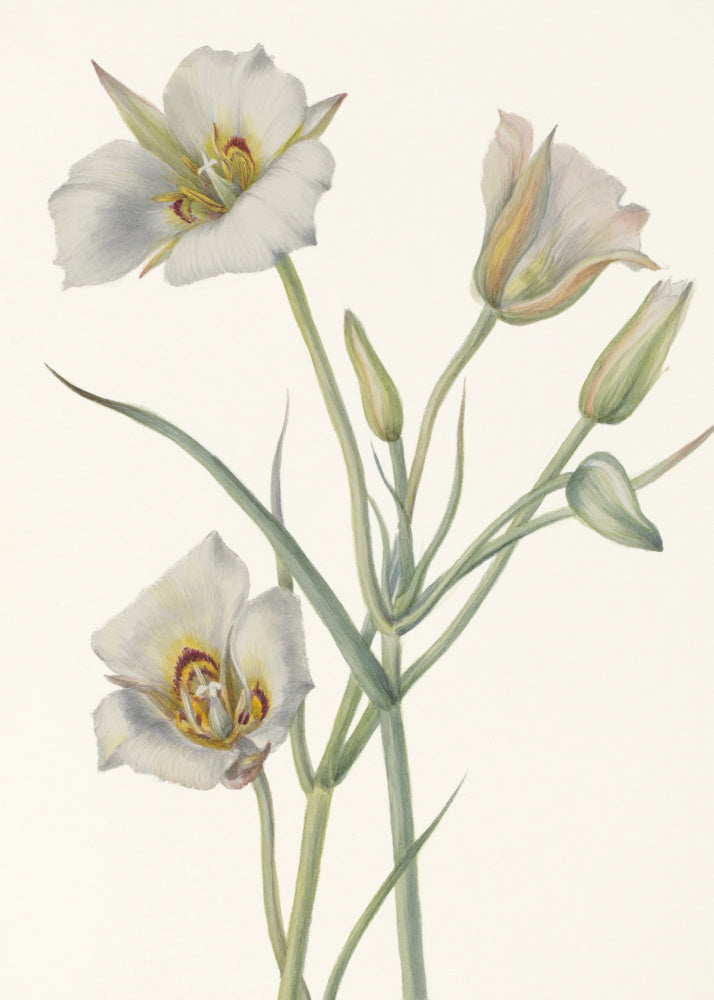 Sego Lily | Canvas