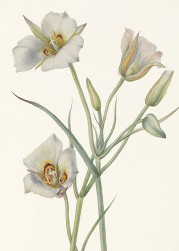 Sego Lily | Poster
