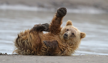 Playful Grizzly Cub | Canvas