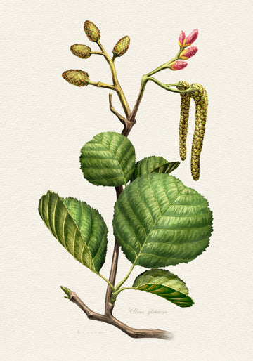 Alder Botanical Study | Poster