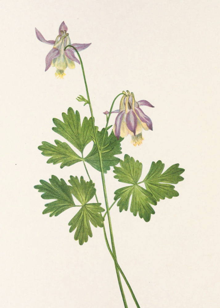Shortspur Columbine From North American Wildflowers (1925) By Mary Vaux Walcott | Poster