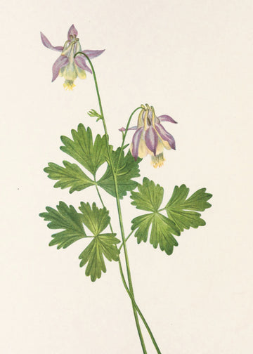 Shortspur Columbine From North American Wildflowers (1925) By Mary Vaux Walcott | Poster