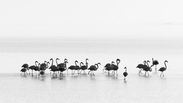 Graceful Flamingos Wading | Poster