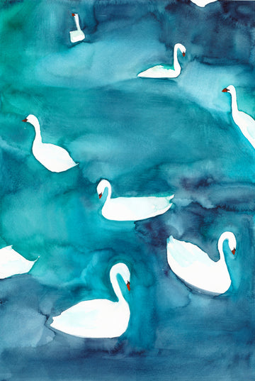 Graceful Swans on Water | Poster