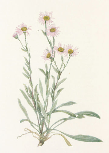 Pink Fleabane From North American Wildflowers (1925) By Mary Vaux Walcott | Canvas