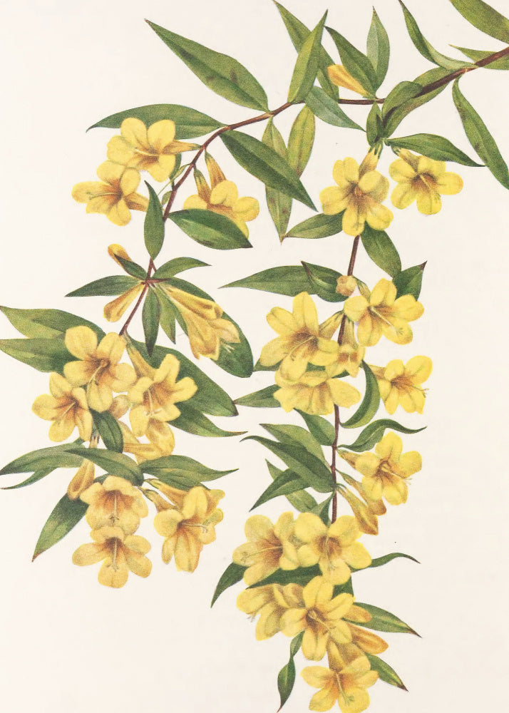 Carolina Jessamine From North American Wildflowers (1925) By Mary Vaux Walcott | Poster