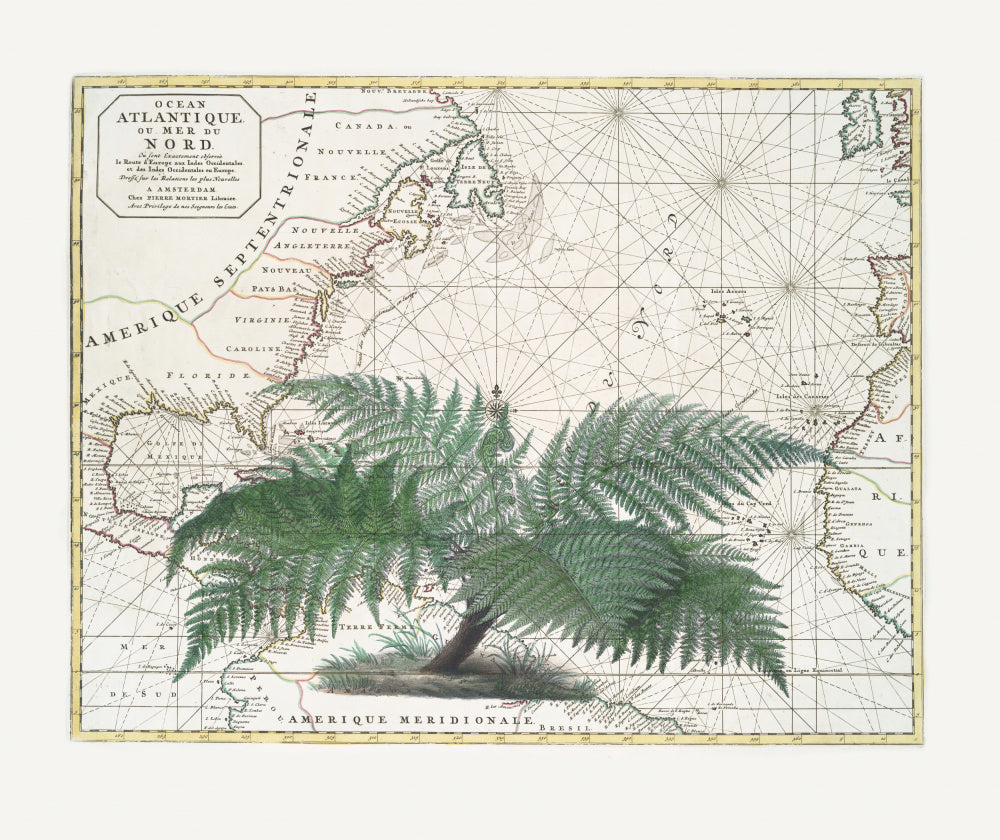 Vintage Map Fern Botanical | Poster