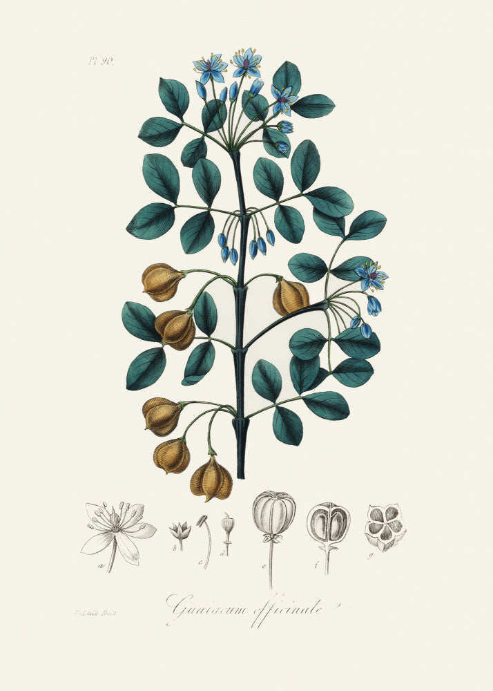 Guaiacwood (guaiacum Officinale) Medical Botany | Canvas
