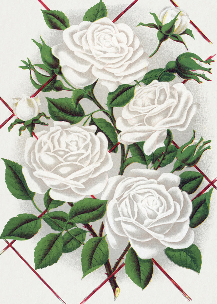 White Rose, Baltimore Belle Lithograph | Canvas
