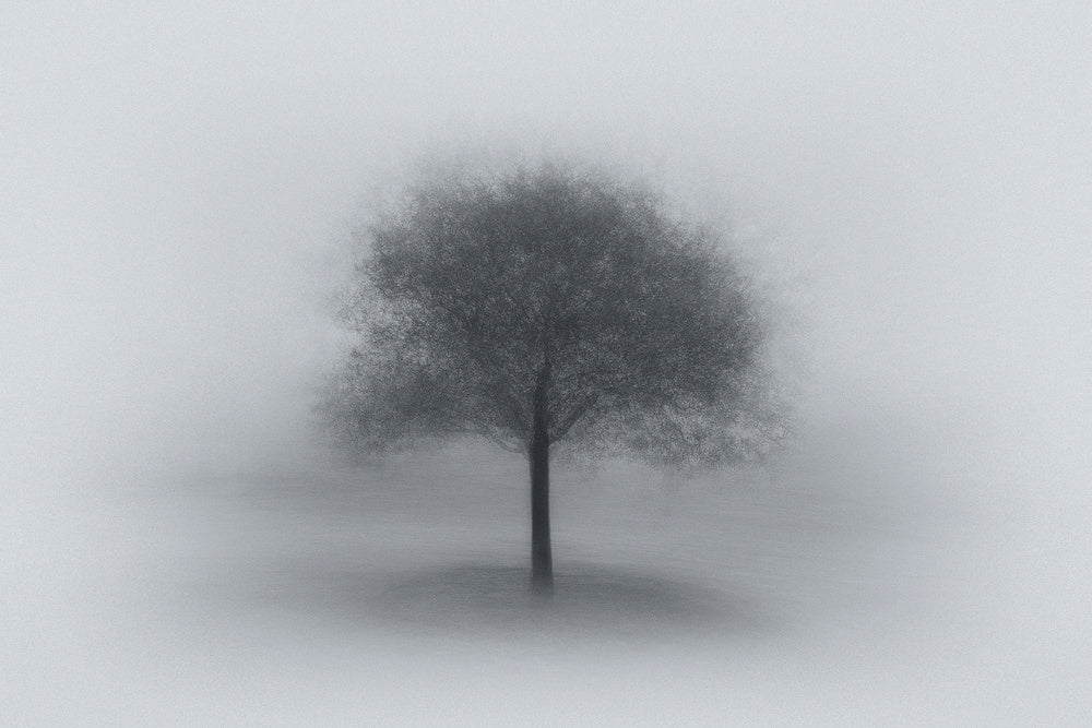 Misty Solitary Tree | Canvas