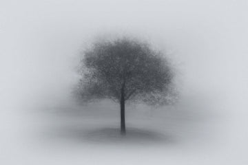 Misty Solitary Tree | Canvas