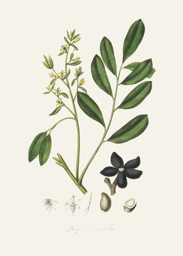 Lualsia Simarula Medical Botany | Canvas