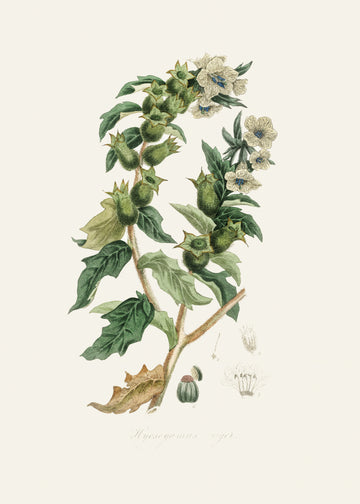 Henbane (hyoscyamus Niger) Medical Botany | Poster