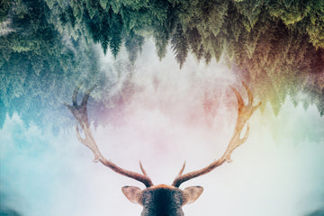 Mystical Forest Stag | Canvas