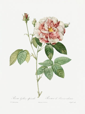 Rosa Gallica (1817–1824), Les Rose | Poster