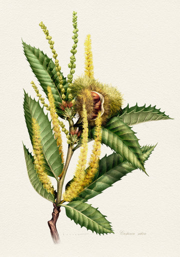 Sweet Chestnut Study | Canvas