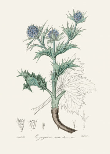The Sea Holly (eryngium Mmaritimum) Medical Botany | Canvas