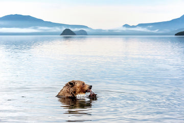 Grizzly Bear Fishing | Canvas