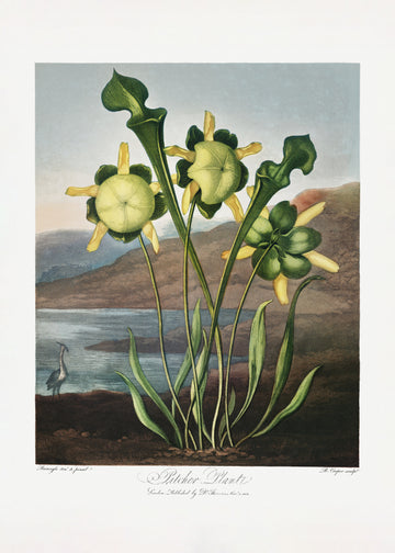 Pitcher Plant from The Temple of Flora (1807) | Poster