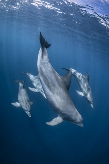 Graceful Dolphins Blue Depths | Canvas