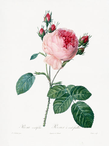 Rosier a Cent Feuilles, From Les Roses | Poster