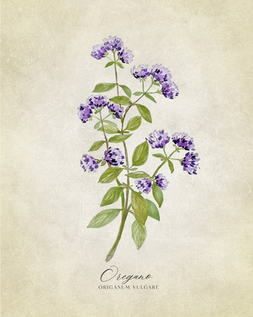 Purple Oregano Botanical | Canvas