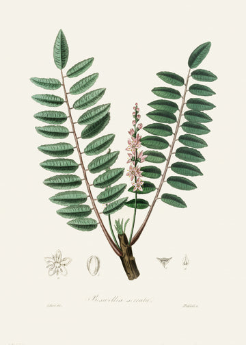 Boswellia Serrata Medical Botany | Canvas