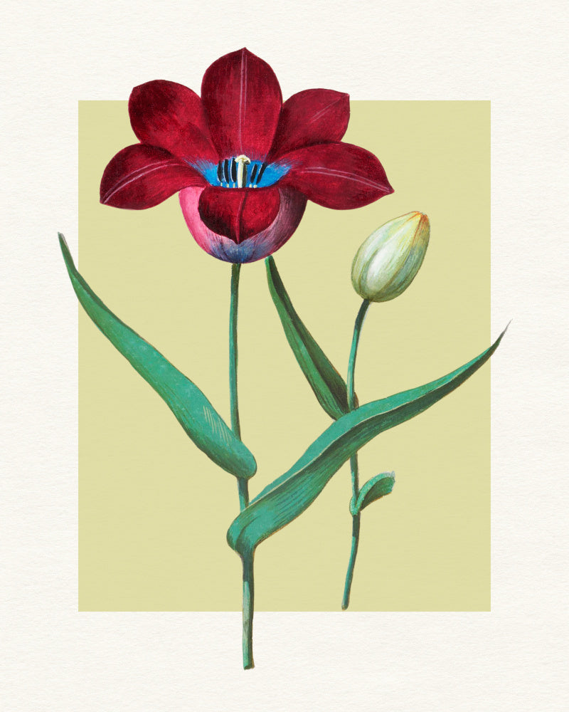 Red Tulip Blue Heart | Canvas