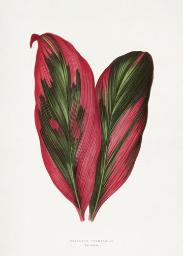 Pink Dracaena Terminalis Leaf Illustration | Poster