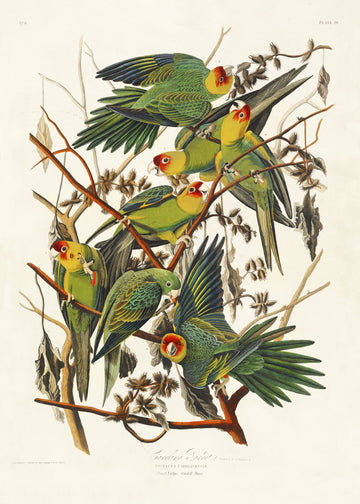 Carolina Parrot From Birds of America (1827) | Canvas