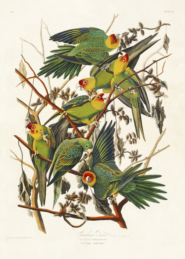 Carolina Parrot From Birds of America (1827) | Poster