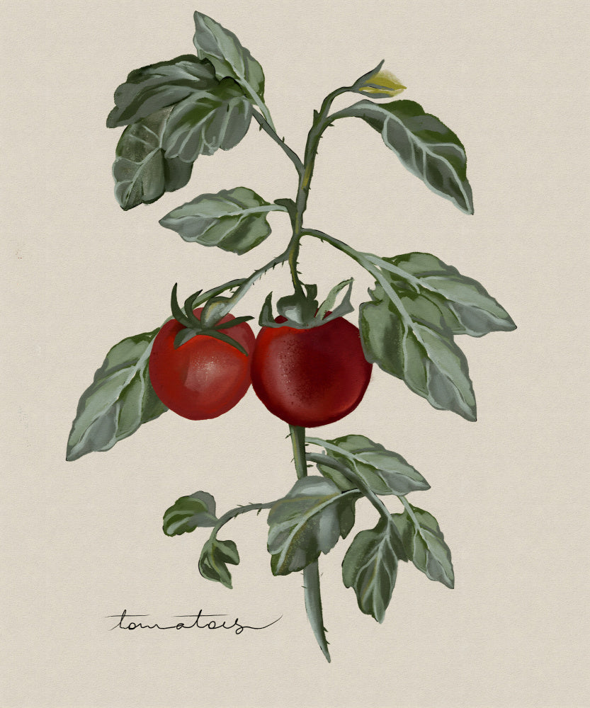 Ripe Tomatoes On Vine | Poster