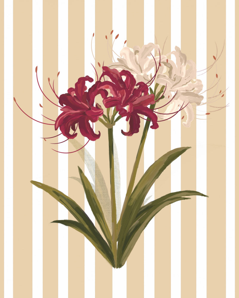 Elegant Spider Lilies | Canvas
