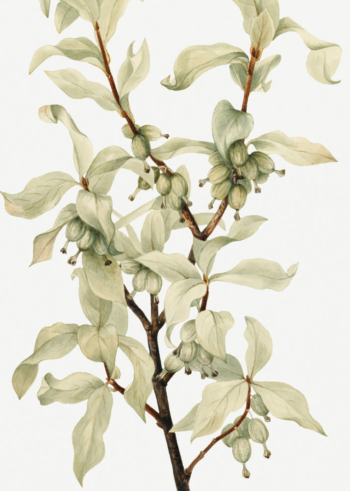 Silverberry (1922) | Canvas