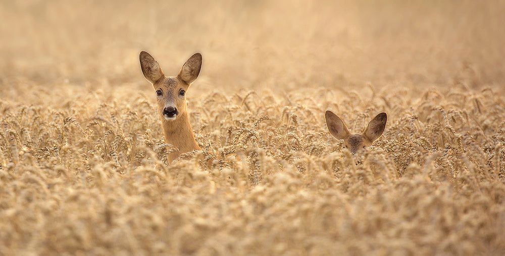 Curious Deer in Golden Wheat | Poster