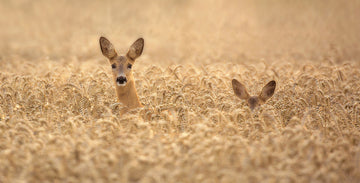Curious Deer in Golden Wheat | Poster