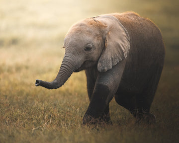 Walking Elephant Calf | Poster