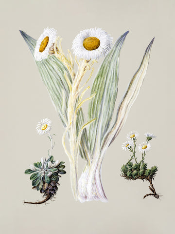 White Mountain Musk Drawn By Sarah Featon (1848–1927) | Poster
