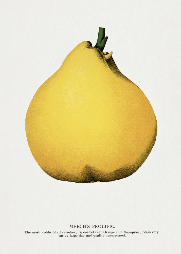 Meech's Prolific Pear Lithograph | Poster