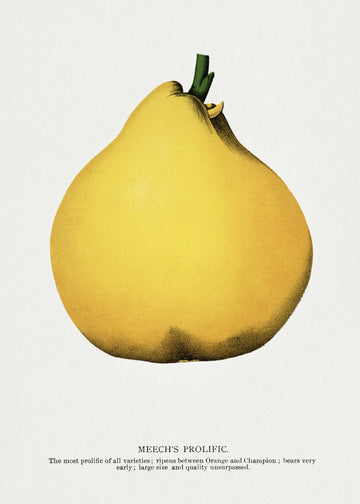 Meech's Prolific Pear Lithograph | Poster