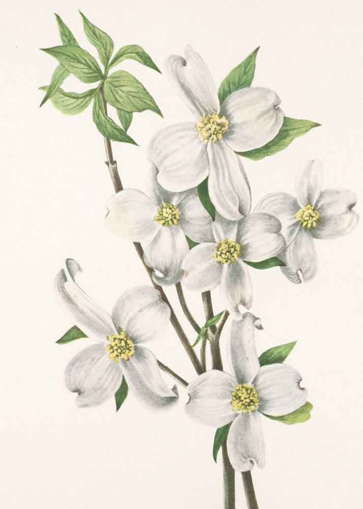 Flowering Dogwood From North American Wildflowers (1925) By Mary Vaux Walcott | Canvas