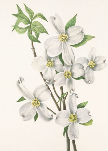 Flowering Dogwood From North American Wildflowers (1925) By Mary Vaux Walcott | Poster