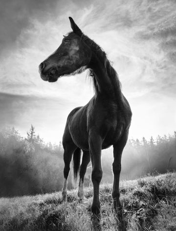 Mystic Stallion Rising | Canvas